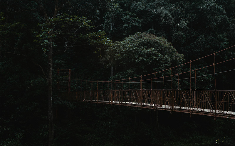 A rustic suspension bridge in a dark, lush forest.