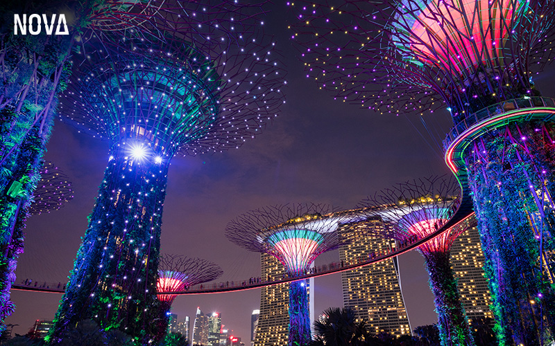 Gardens by the Bay's Supertree Grove lit up at night.