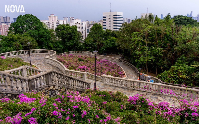 Lush greenery and purple flowers at Telok Blangah Hill Park.