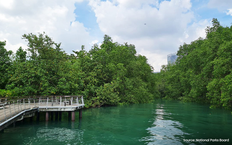 The serene boardwalk through the Labrador Nature Reserve Jetty.